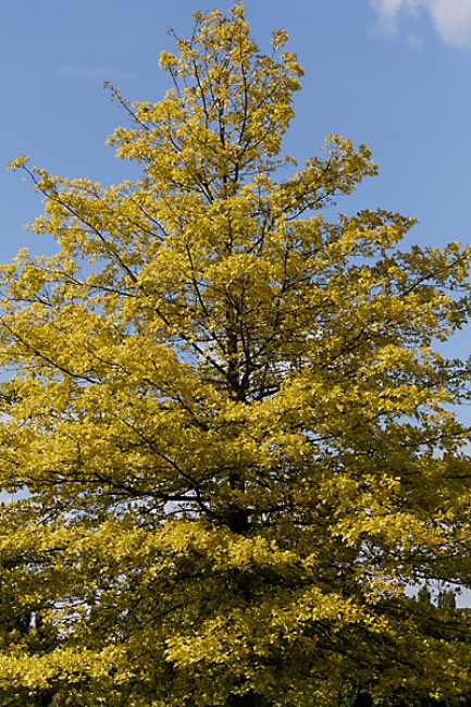 Jardin des Impressionnistes-132